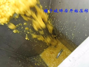 柑橘爛果破碎榨汁機